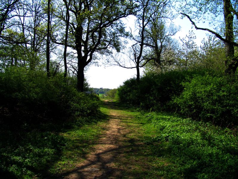 gal/holiday/Warnham Woods Springtime Walk 2006/A06_Springtime_Walk_IMG_0370.JPG